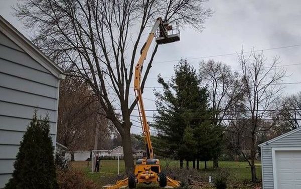A1 Outdoor Services Cutting down a Tree